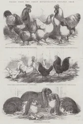 Prizes from the Great Metropolitan Poultry Show